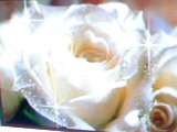 rose blanche